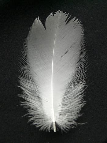 feather of a dove, pen, nature, plumage, feather, softness, fragility, close-up, vulnerability ...