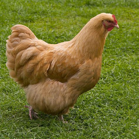 File:Buff Orpington chicken, UK.jpg - Wikimedia Commons