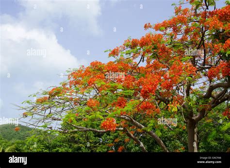 árbol de flamboyán fotografías e imágenes de alta resolución - Alamy