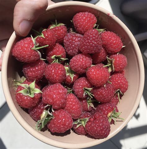 Raspberry daily harvest. : r/gardening