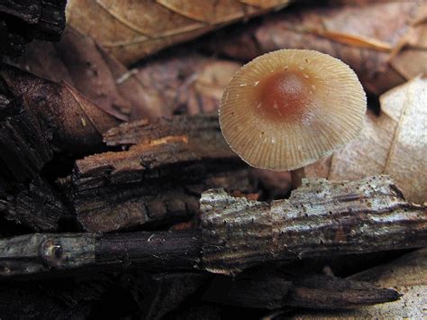 Psilocybe Caerulipes Info Request - Mushroom Hunting and Identification - Shroomery Message Board