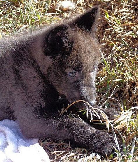 A beautiful Columbian tundra wolf pup receives a new home at the ...