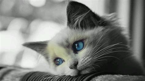 White cat with blue eyes - backiee