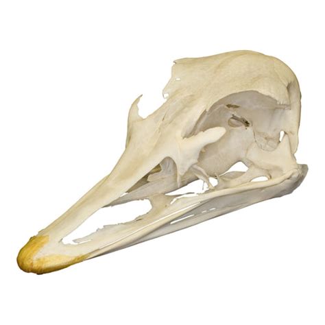 Real Ostrich Skull For Sale – Skulls Unlimited International, Inc.