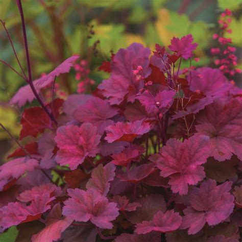 23 Ground Cover Plants For Shade (That Add Texture) - Artsy Pretty Plants