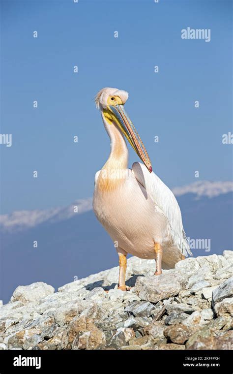 standing Great White Pelican Stock Photo - Alamy