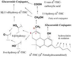 THC metabolism