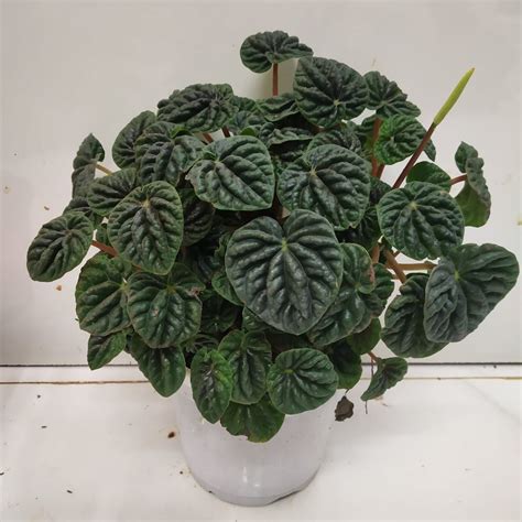 How To Take Care Of Peperomia Plant - NurseryBuy