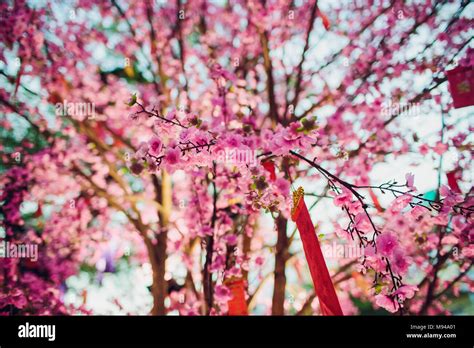 cherry blossoms for chinese new year vietnam Stock Photo - Alamy