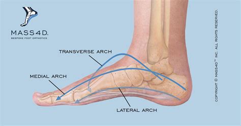 Anatomy Of Foot Arch