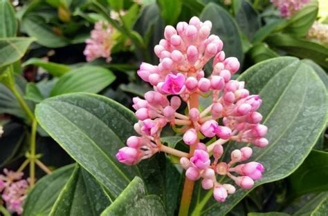 Malaysian Orchid (Medinilla myriantha) | Flower Gardening