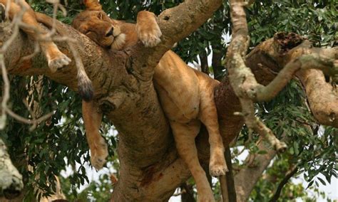 Filming tree climbing lions in Ishasha sector of Queen Elizabeth National Park - Film Crew Fixers