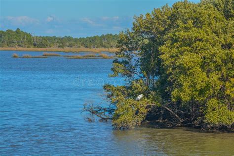 The Mangroves in the Cedar Key National Wildlife Refuge of Cedar Key ...