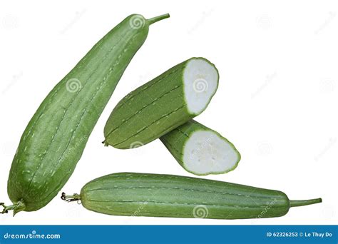 Loofah Gourd stock image. Image of homegrown, asian, luffa - 62326253