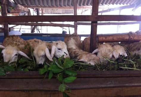 Cara Ternak Kambing Modern, Lebih Praktis Dan Terbukti Menguntungkan