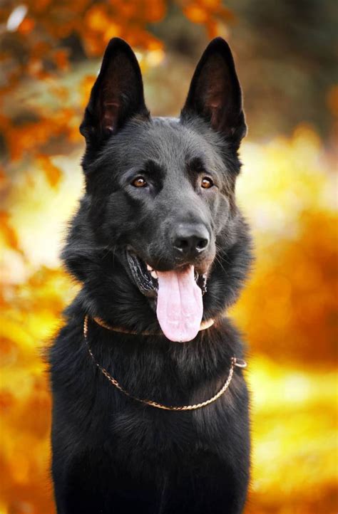 7 Things You Didn’t Know About The Black German Shepherd - Animalso