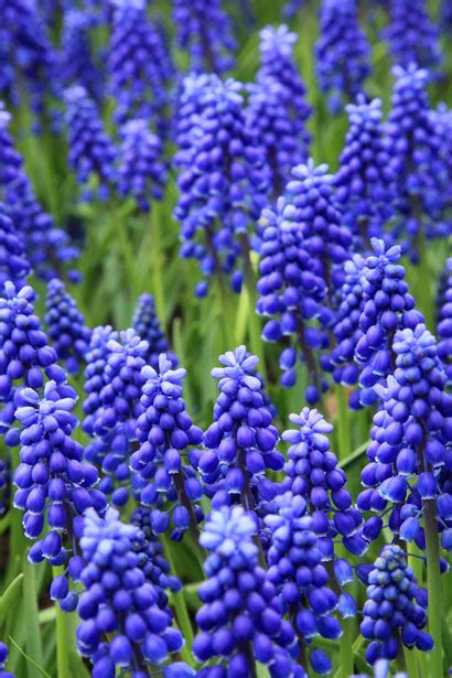 Grape Hyacinths Free Stock Photo - Public Domain Pictures