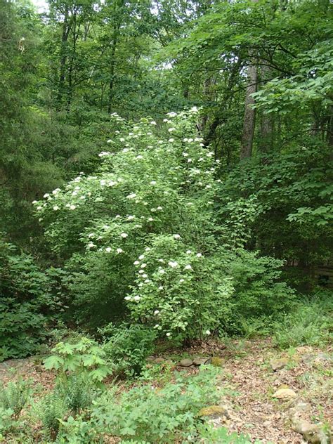 Viburnum dentatum – Rachels Native Plants