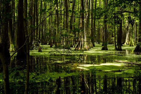 Swamps Facts, Worksheets, Geology & Ecology For Kids