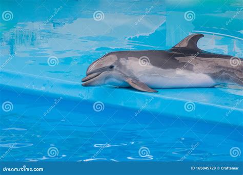 Dolphin In Aquarium Royalty-Free Stock Photo | CartoonDealer.com #191578785