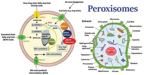 Do Plant Cells Have Peroxisomes? A Complete Analysis - The Gardeners World