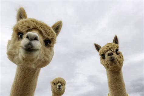 Alpaca: principais curiosidades sobre o animal - QC Animais