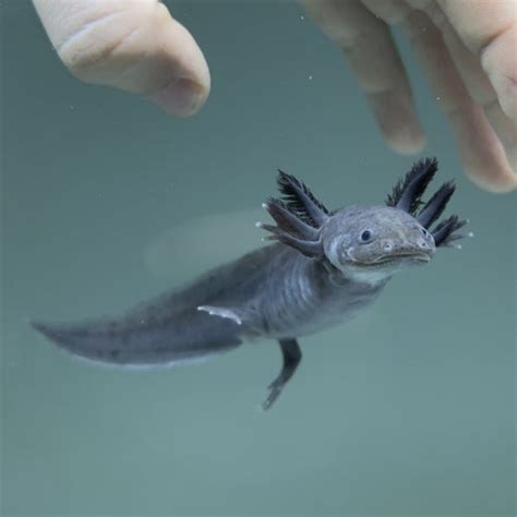 Melanoid Axolotl | Axolotls For Sale | Axolotl Planet