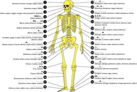 206 Bones of the body diagram