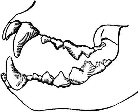 Lion Teeth Diagram