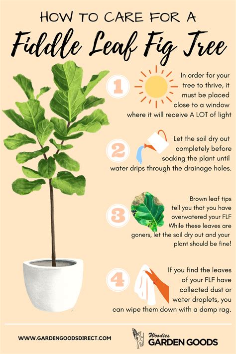 Tips for Fiddle Leaf Fig Tree Care | Fig plant, Plant care houseplant ...