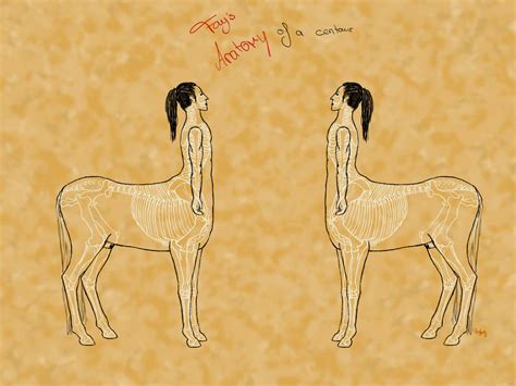 Centaur anatomy - skeleton and outlines by Death-of-Fantasy on DeviantArt