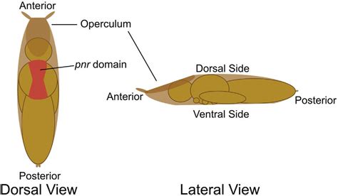 Anatomical diagram of a pupa Dorsal and lateral views of a Drosophila... | Download Scientific ...