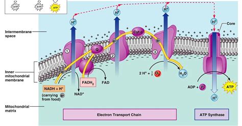 Jaya's Natural Sciences: Oxidative Phosphorylation Diagram