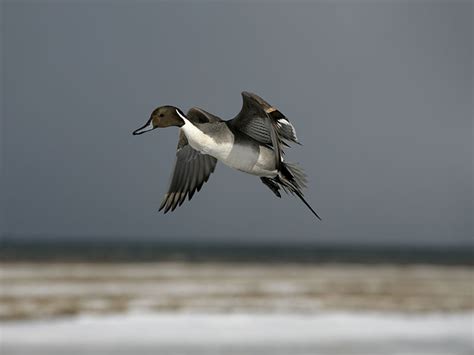 Northern Pintail Hunting - Waterfowlers Challenge