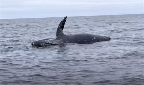 Ever See A Whale Carcass Explode? Well, You're About To - Free Beer and ...