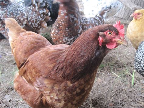 8 Of The Best Egg Laying Chickens For Daily Farm Fresh Goodness ...