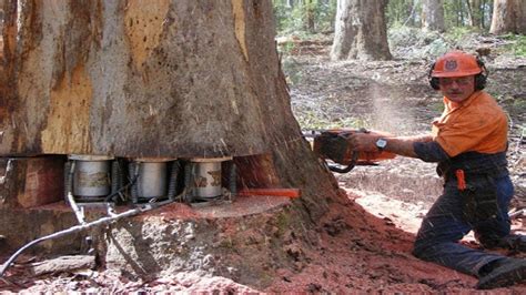 tree felling techniques australia - Repayable Web Log Photo Galleries