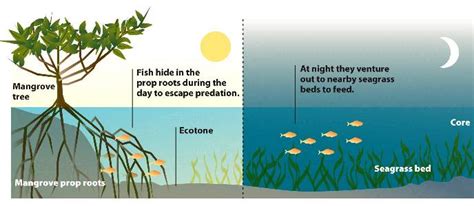 Ecotones are boundaries between 2 different ecosystems, and may be zones of rich biodiversity.