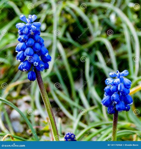 Macro Photography is a Blue Flower Stock Photo - Image of macro, color ...