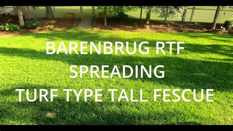 Overseeding With RTF (Barenbrug Spreading Turf Type Tall Fescue) - YouTube