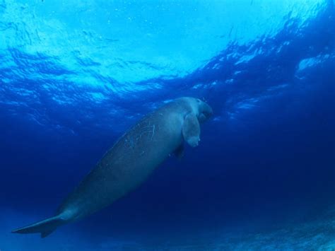 Dugong | Species | WWF