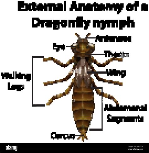 External Anatomy of a Dragonfly nymph on white background Stock Vector Image & Art - Alamy