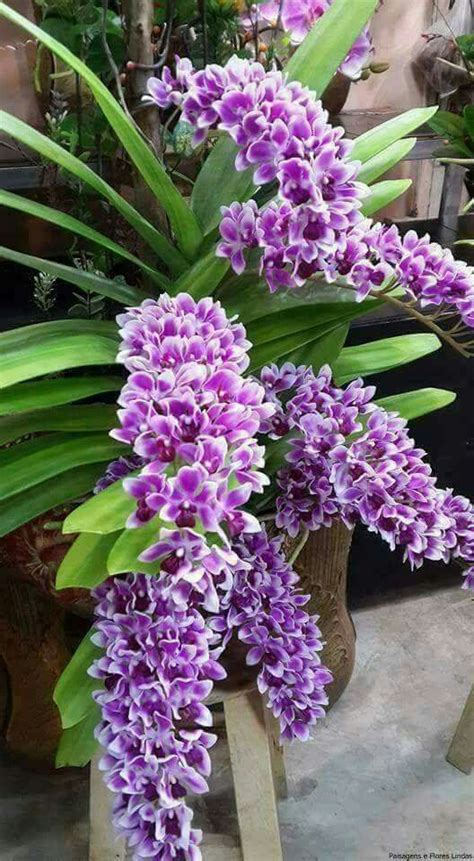 Lavendar orchids | Редкие орхидеи, Орхидея, Красивые цветы