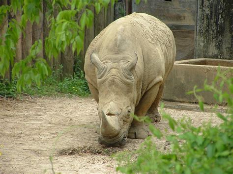 White Rhino | The Life of Animals