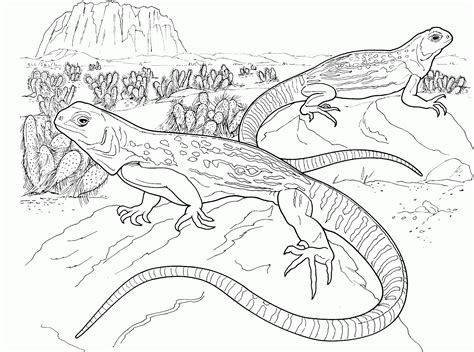 Bearded Dragon Coloring Pages - Best Coloring Pages For Kids