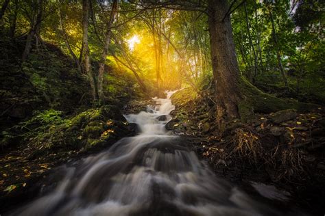 Forest Nature Sunbeam Trees Reflection Wallpaper,HD Nature Wallpapers,4k Wallpapers,Images ...