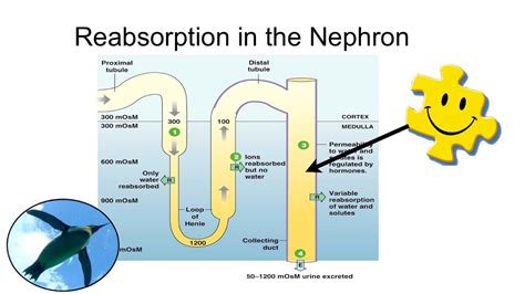 Reabsorption in the Nephron - YouTube