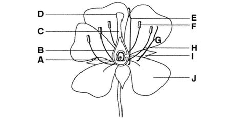 Parts Of A Flower Quiz Questions And Answers | Attempts: 48010 - Trivia & Questions