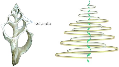 The left side of the columella is the axial backbone of the gastropod... | Download Scientific ...