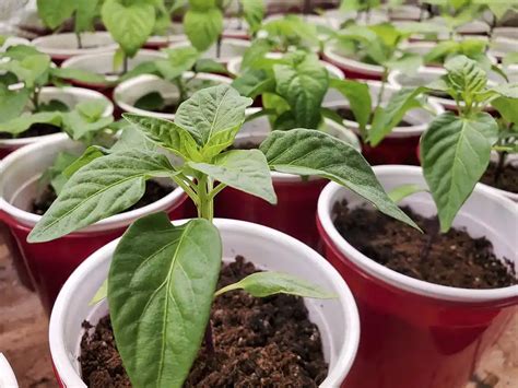 Starting Pepper Plants Indoors: A Step-by-Step Guide for Beginners